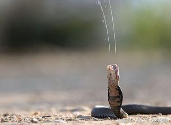 眼镜王蛇如何致猎物于死地？