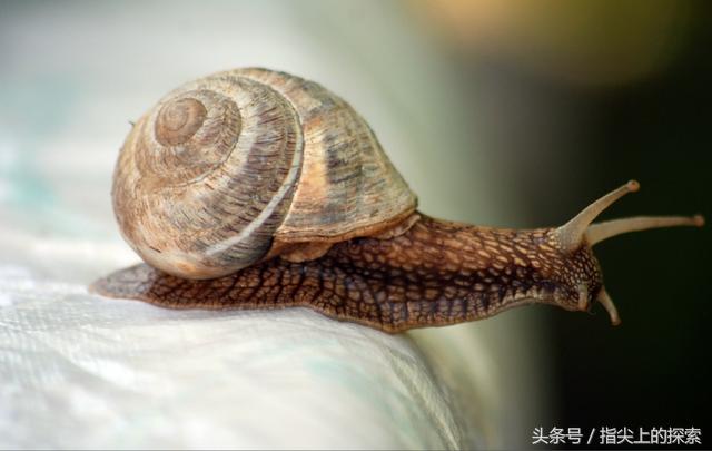 观察笔记：蜗牛会换壳吗？