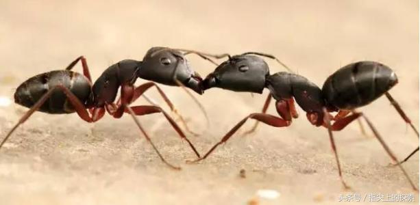 蚂蚁间是如何进行远距离通信的？