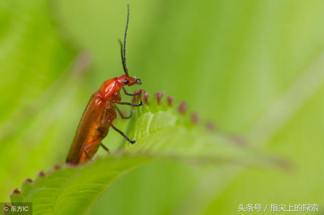 "小强"为何杀不绝?不是因为它生命力十分顽强