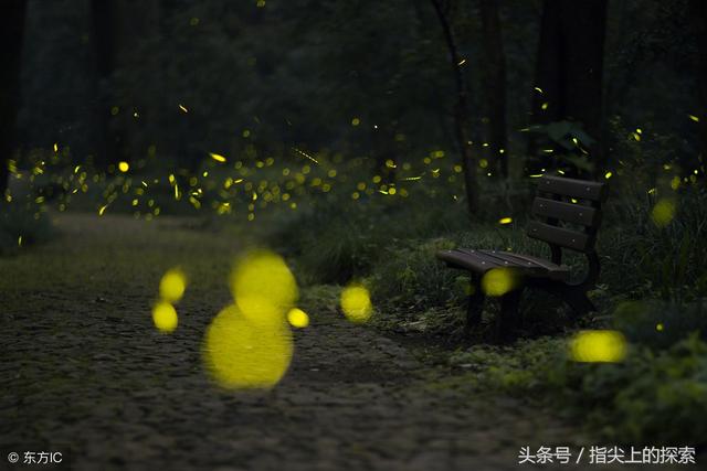 为什么只能在晚上看到萤火虫？