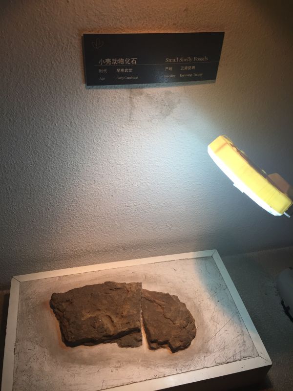 我知道恐龙,我见过真的恐龙哦!