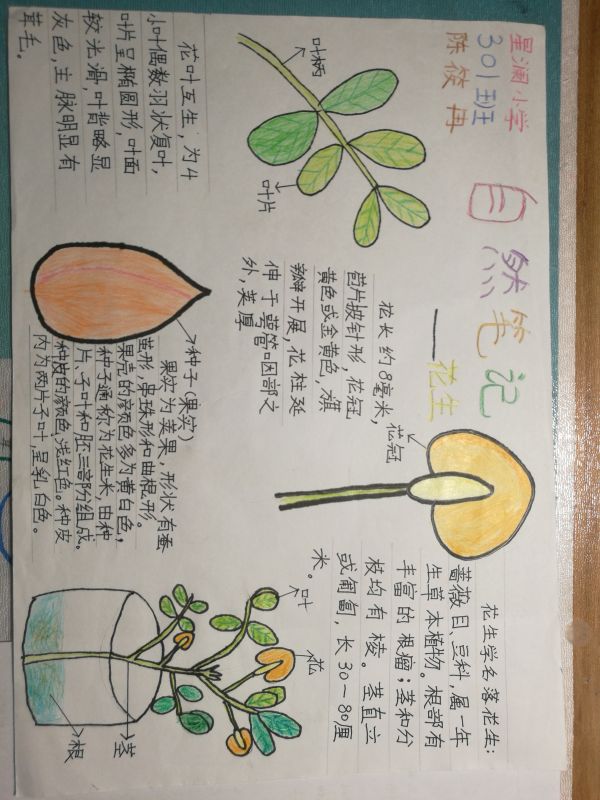 自然笔记--花生叶子观察