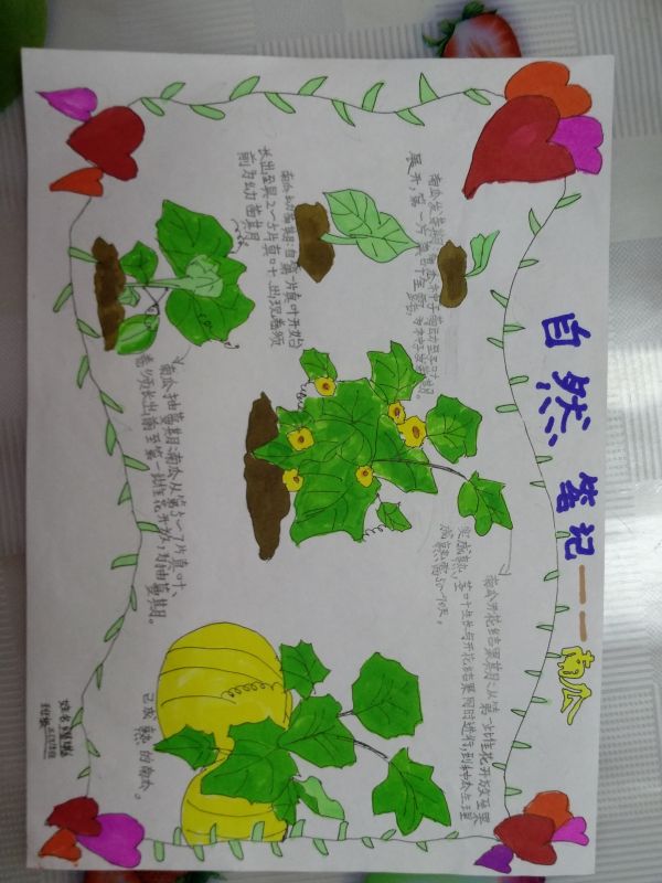 自然笔记——南瓜_树叶的呢喃_笔记_指尖探索 · 科学
