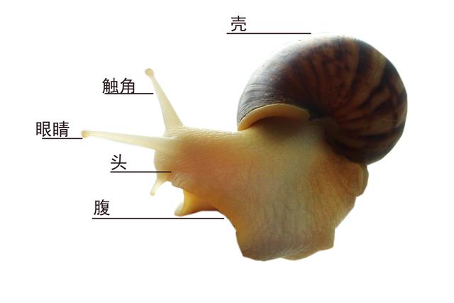让我们来养一只可爱的小蜗牛吧！