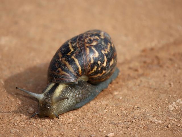 让我们来养一只可爱的小蜗牛吧！