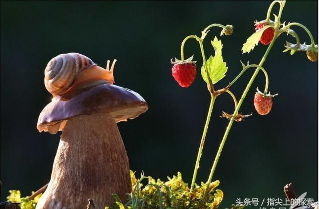 自然故事：蜗牛身上撒盐后，发生了什么？