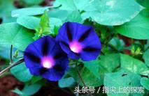 你知不知道，花也“好色”