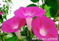你知不知道，花也“好色”
