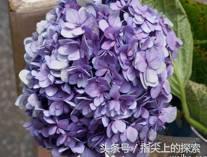 你知不知道，花也“好色”