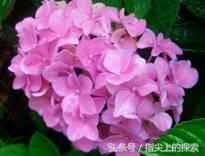 你知不知道，花也“好色”
