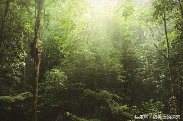 爸爸，为什么：热带雨林真的是会“下雨”的森林吗？