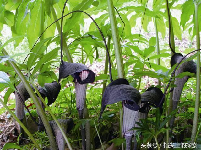 “佛焰苞”和“布道者”——灵性植物天南星