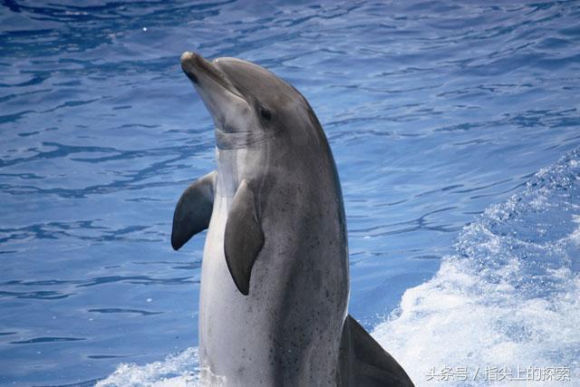 海豚有超凡的感应能力吗？