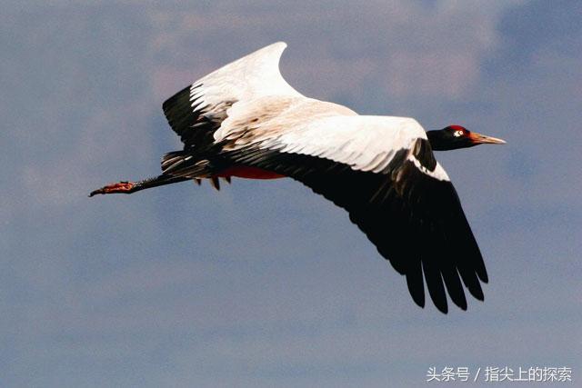 中国神奇高原的黑颈鹤
