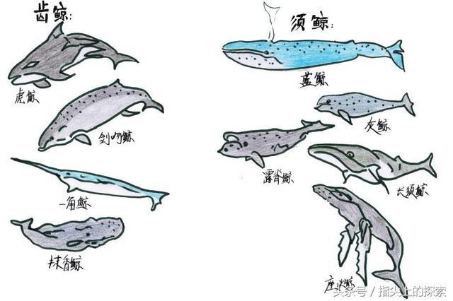 霸气侧露的大海之王