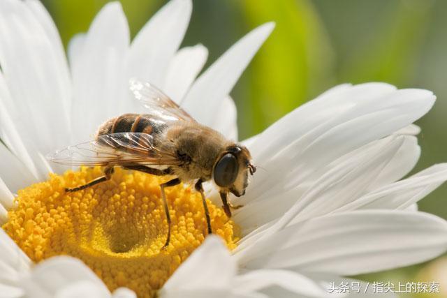 蜜蜂传错了花粉会发生什么？