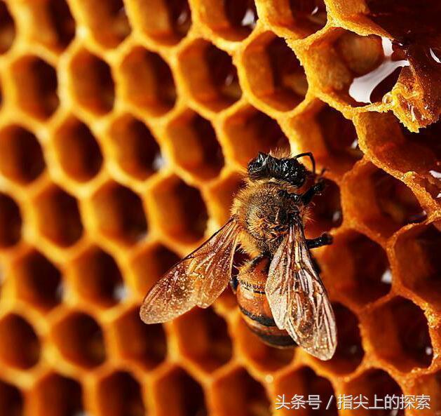 自然界最令人惊讶的建筑—蜂巢
