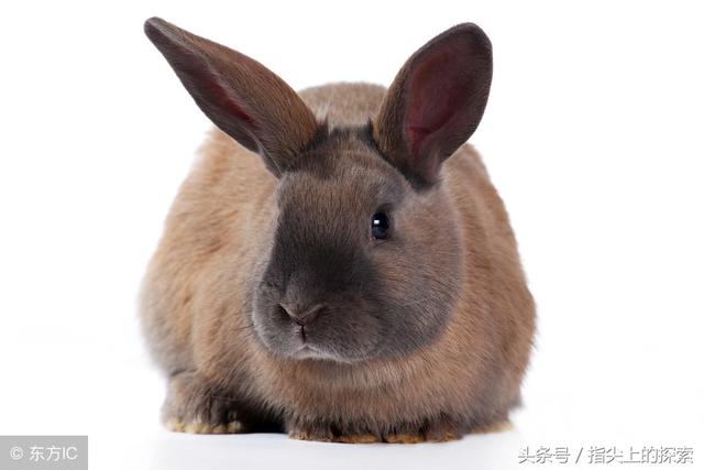 兔子急了也……吃自己的便便