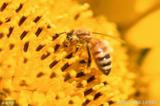 科普：蜂蜜是怎样酿成的