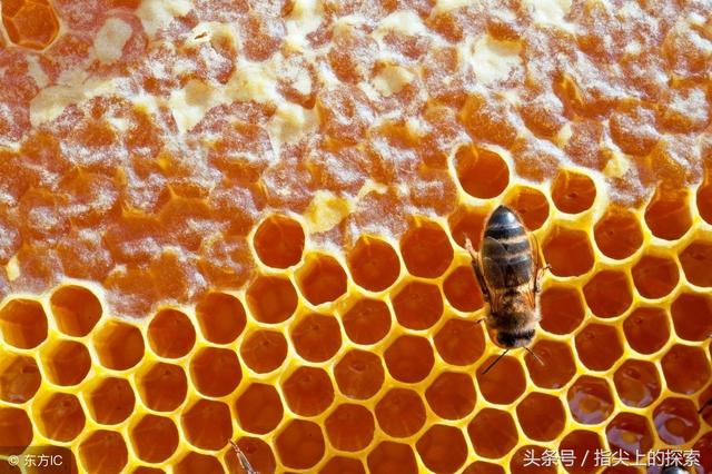 科普：蜂蜜是怎样酿成的