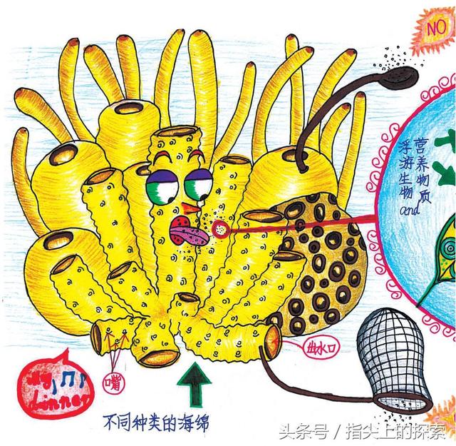 嘘！带你解密，海绵是怎样吃东西的