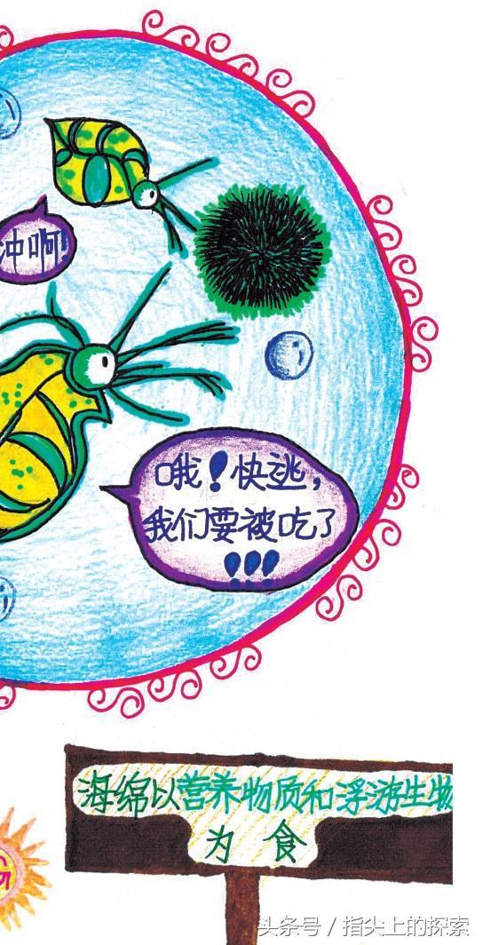 嘘！带你解密，海绵是怎样吃东西的