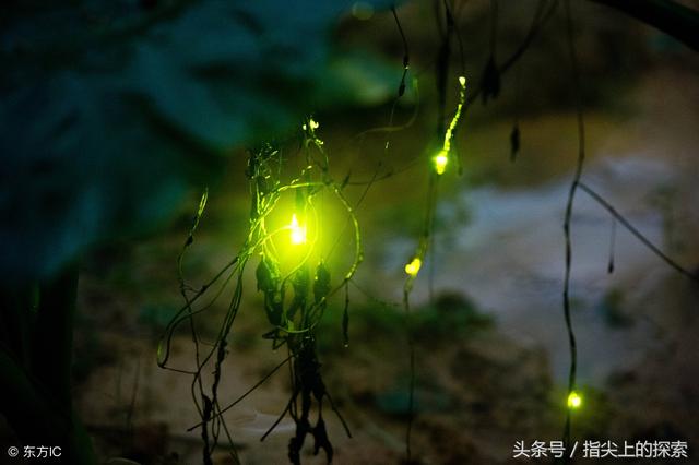 为什么只能在晚上看到萤火虫?