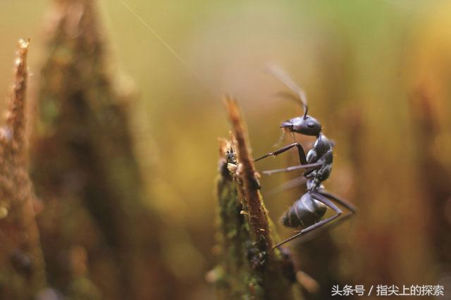 蚂蚁的坟墓是怎么建成的?