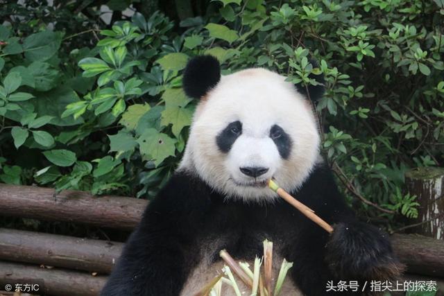 中国森林有哪些著名的珍稀动物？