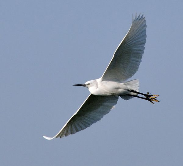 奇异的鸟儿_展翅飞翔_笔记_指尖探索 · 科学