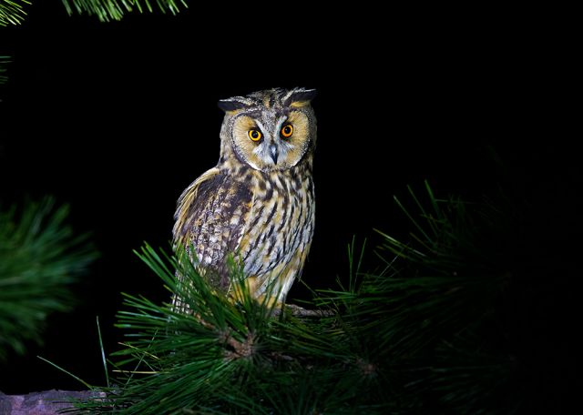 夜晚的空中霸主