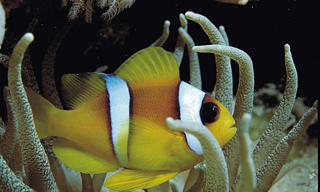 水里的精灵--小丑鱼