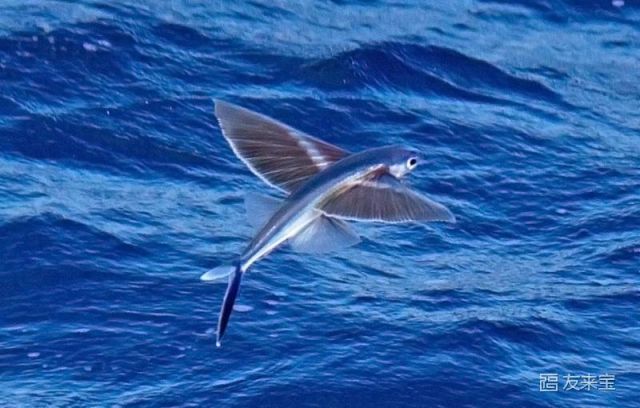 水中飞跃的精灵--------飞鱼