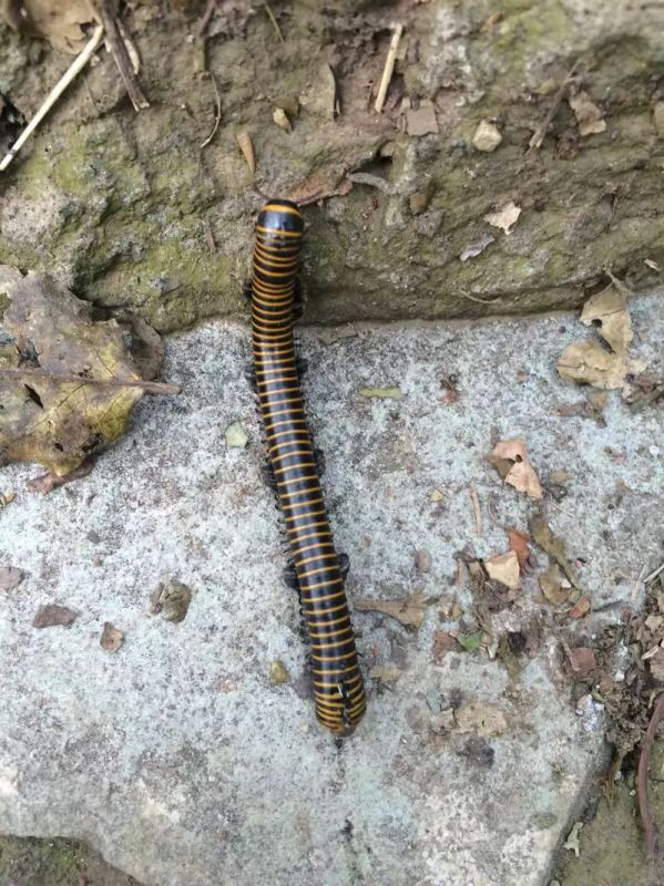 奇妙的"弹簧虫"