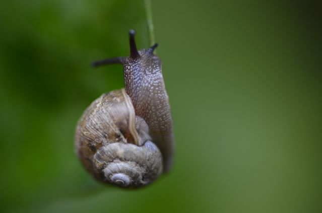 小蜜蜂和荡秋千的蜗牛
