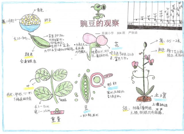 火焰豌豆的一生图片