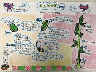 蚕豆的观察