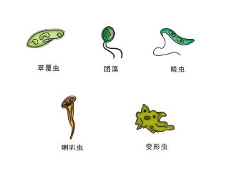 用显微镜观察身边的生命世界（三）
