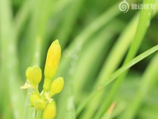 植物发生了什么变化