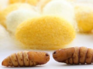 蚕变了新模样
