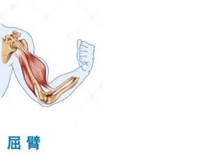 骨骼、关节和肌肉
