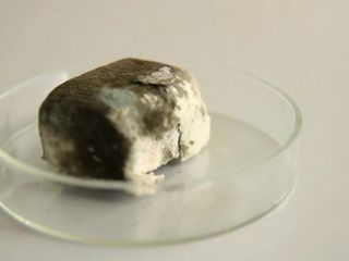 面包发霉了