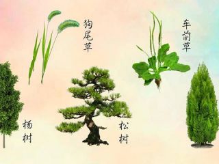 校园生物大搜索