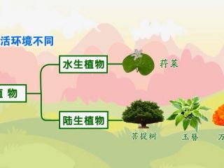 多种多样的植物