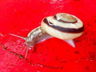 可爱的大蜗牛