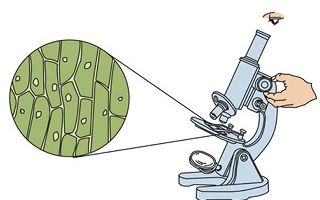 用显微镜观察身边的生命世界（一）