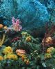 色彩斑斓的海底世界——珊瑚